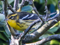 Blackburnian Warbler